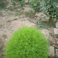 掃帚菜 掃帚菜