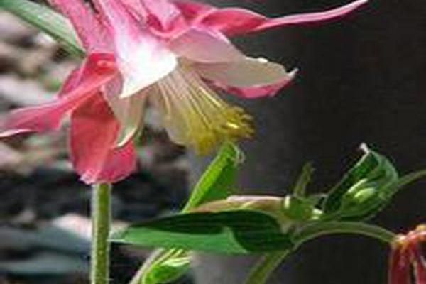 Aquilegia caerulea \x27Rotstern\x27