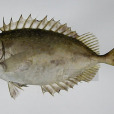 泥猛魚(泥蜢)