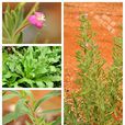柳葉菜(柳葉菜科柳葉菜屬植物)