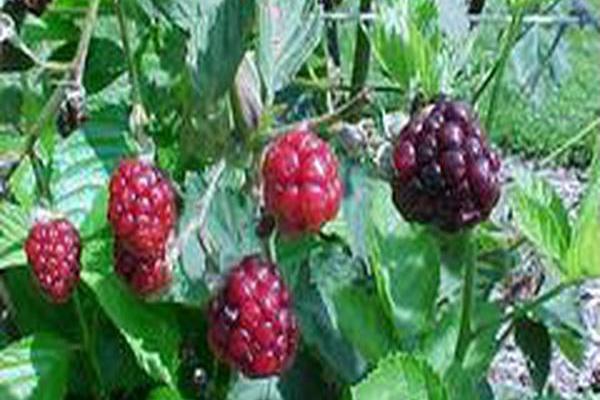 Rubus \x27Navaho\x27
