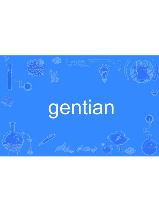 gentian gentian