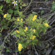阿里山菊 阿里山菊