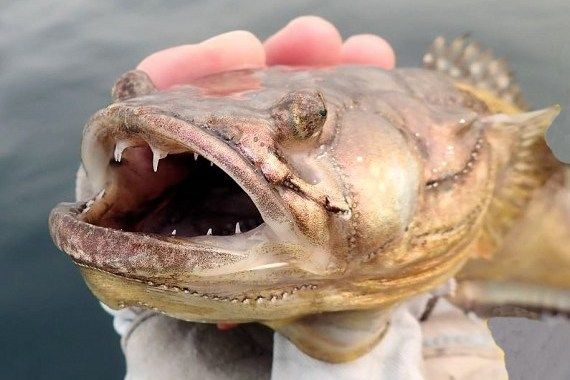 細條光蟾魚 細條光蟾魚