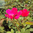單瓣月季花 單瓣月季花