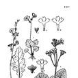 芥葉報春 芥葉報春