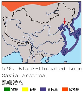 黑喉潛鳥中國分布圖