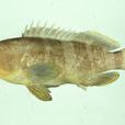 青斑石魚 青斑石魚