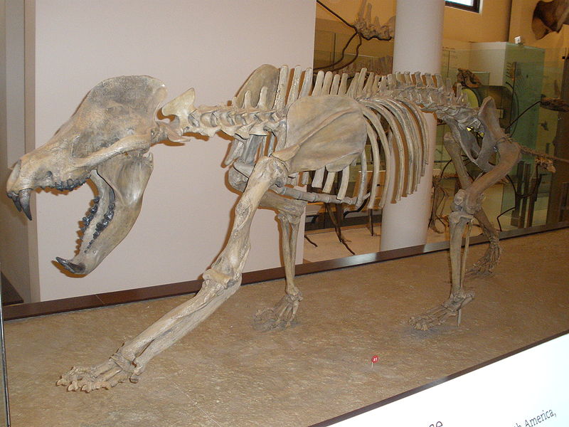 犬熊骨骼化石