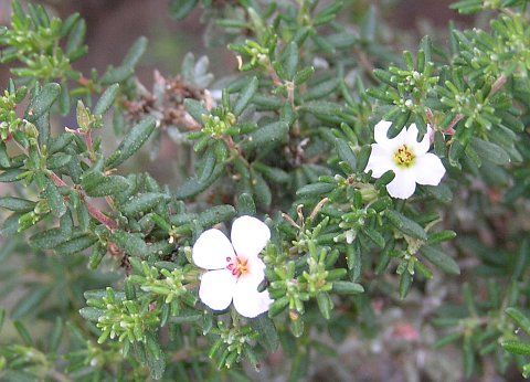 瓣鱗花屬 瓣鱗花屬