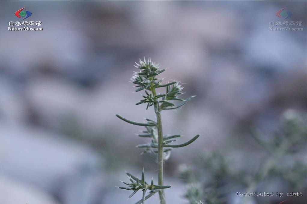 紫翅散枝蓬(紫翅豬毛菜) 紫翅散枝蓬(紫翅豬毛菜)