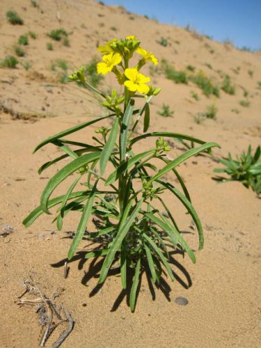 棱果芥屬 棱果芥屬