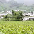 高興村(湖南祁陽縣八寶鎮高興村) 高興村(湖南祁陽縣八寶鎮高興村)