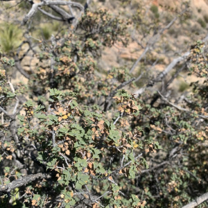 Quercus hinckleyi