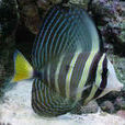 高鰭刺尾魚 高鰭刺尾魚