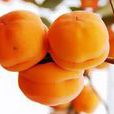 半夜甜柿 半夜甜柿