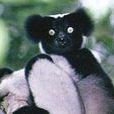大狐猴科 大狐猴科
