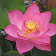 迎賓芙蓉 迎賓芙蓉