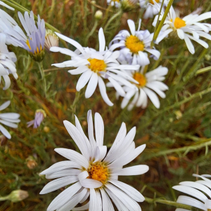 Minuria leptophylla