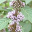 興安薄荷(興安薄荷) 興安薄荷(興安薄荷)