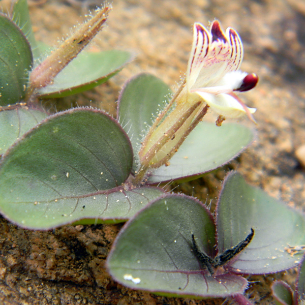 Andrographis serpyllifolia