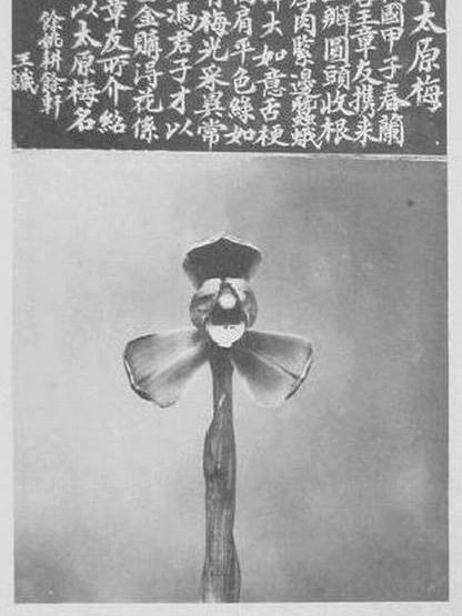 太原梅 太原梅