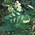 蓖苞風毛菊 蓖苞風毛菊
