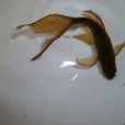 鐵魚(日本金魚) 鐵魚(日本金魚)
