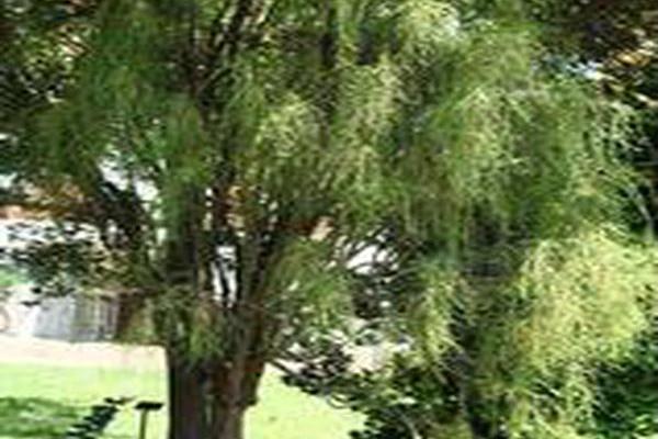 Thuja occidentalis \x27Filiformis\x27