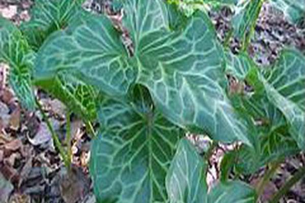 Arum italicum Arum italicum