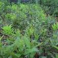 桂熱引1號 桂熱引1號