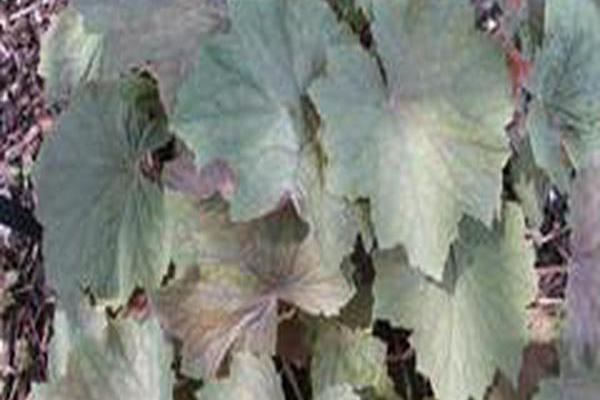 Heuchera villosa \x27Brownies\x27 Heuchera villosa \x27Brownies\x27