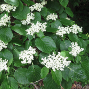 Cornus controversa Cornus controversa