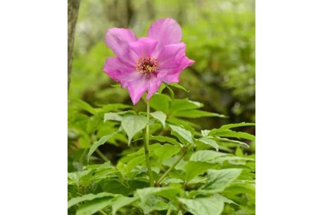 Paeonia \x27Tessera\x27