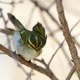 鳥(梁實秋的散文) 鳥(梁實秋的散文)