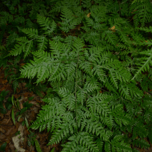 Pteris macilenta
