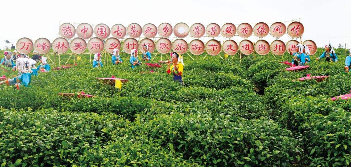 中國普安四球古茶樹祭祀儀式暨四球茶開園活動