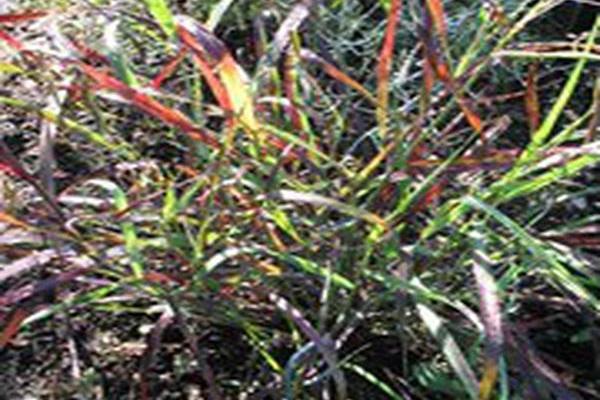 Panicum virgatum \x27RR1\x27 RUBY RIBBONS Panicum virgatum \x27RR1\x27 RUBY RIBBONS