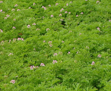 蚊淨香草