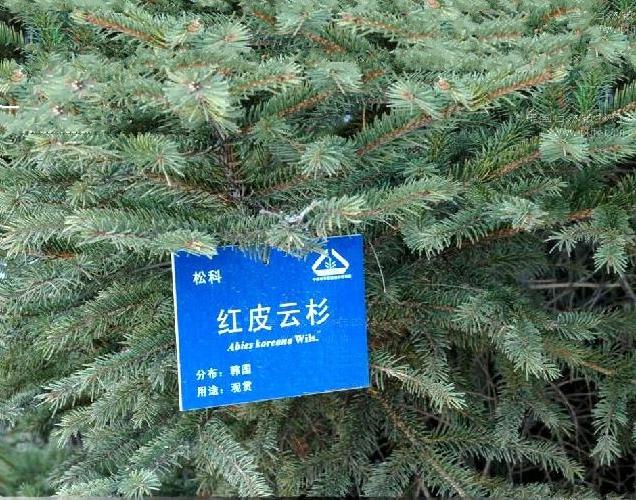 紅皮雲杉種源林-46
