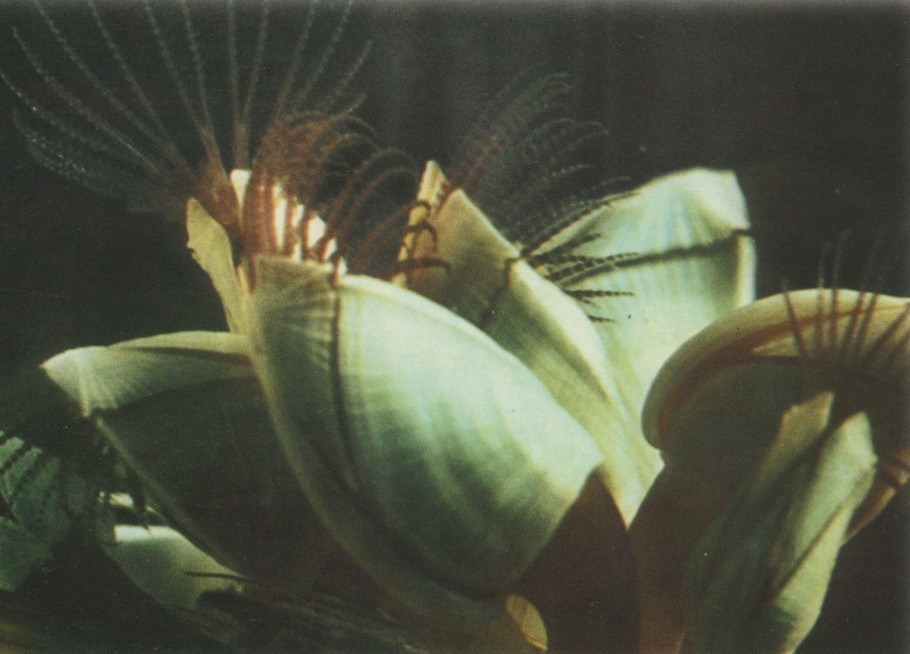 浮游植物