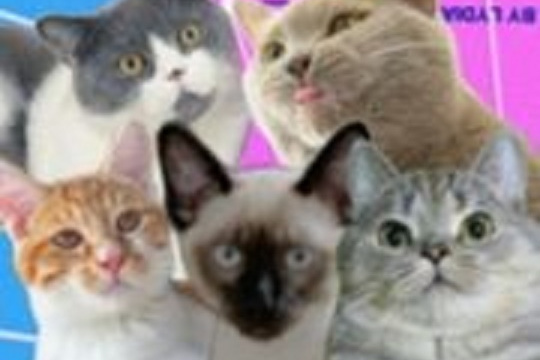 柿子菌meow 柿子菌meow