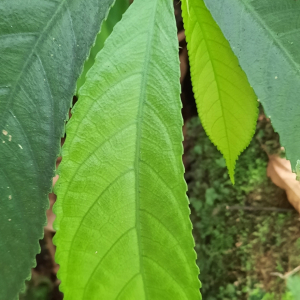 Elatostema fagifolium