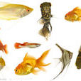 觀賞魚(具有觀賞價值的魚類)