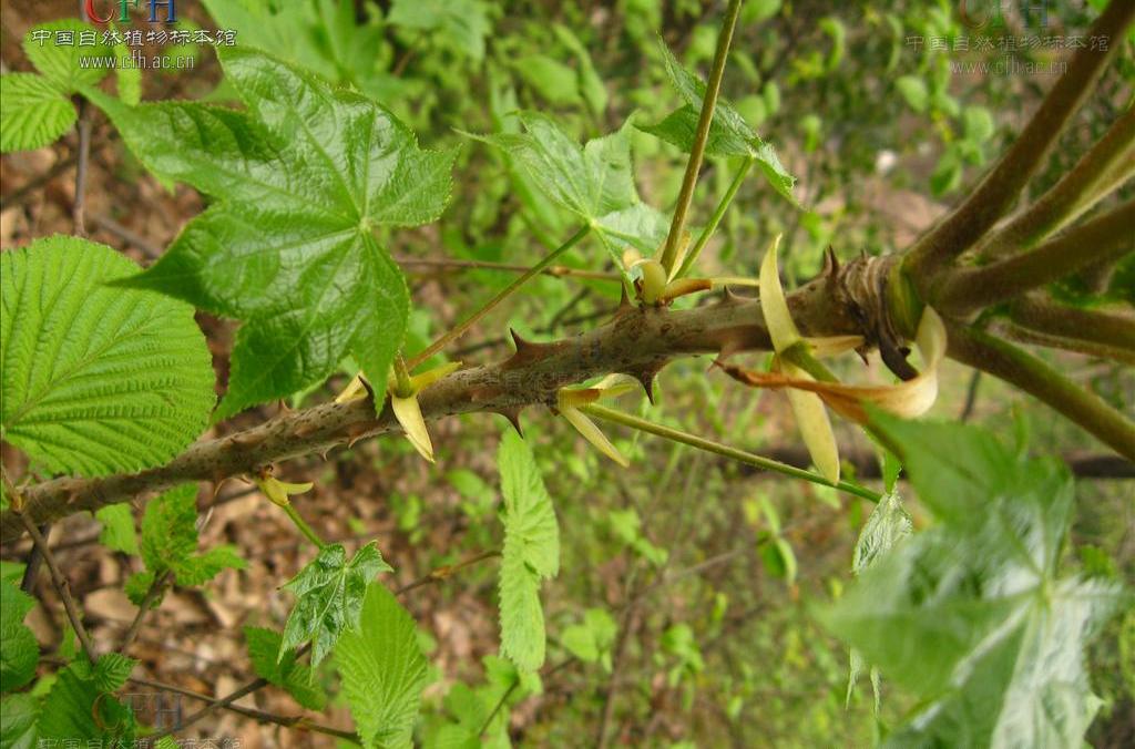 川桐皮(植物物種) 川桐皮(植物物種)