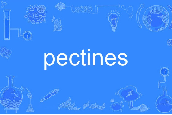 pectines pectines