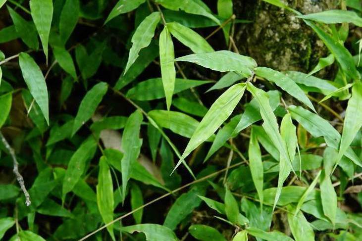 矛葉藎草