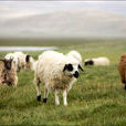 西藏羊