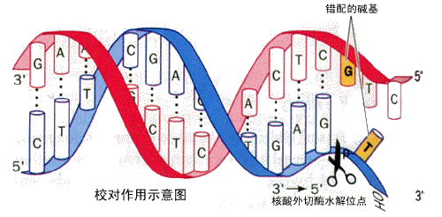 DNA分子鏈