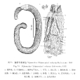 強壯方格星蟲 強壯方格星蟲